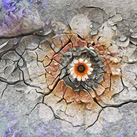 Desert Flower Composite